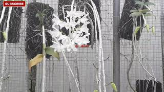 Harga Bunga Anggrek Dendrobium Anosmum Alba Putih Harganya Bikin Terkejut