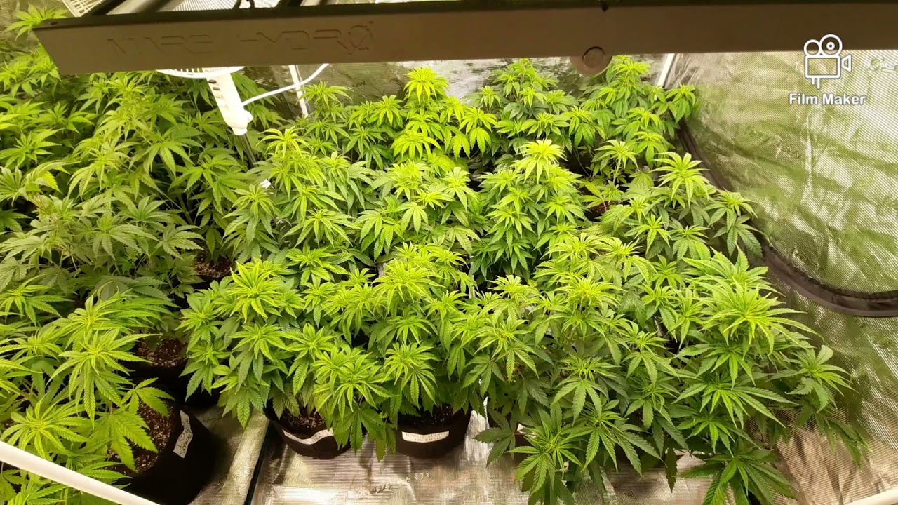 MARS HYDRO 8X8 GROW TENT, FC-E6500, FC4800, TSW2000 AND GREEN BUZZ LIQUIDS