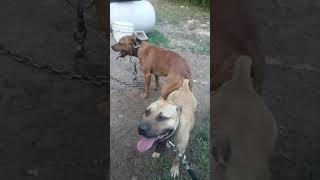 Heavy Redboy Jeep Rascal Breeding Will Be Adba Registered Might Let A Couple Go