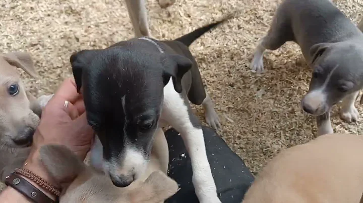 Puppy swarm--not mine, Italian greyhound x whippet