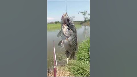 Mancing ikan mujaer dobel strike!#video #shorts #trending #status #fishing #fish #ikan #mancing #fyp