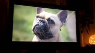 Comedy Central Adverts | Mon 7|11|2016