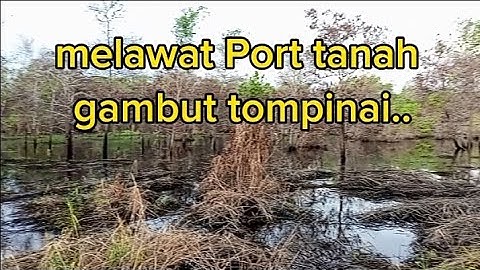 Cuba nasip mikat di port tanah gambut tompinai..
