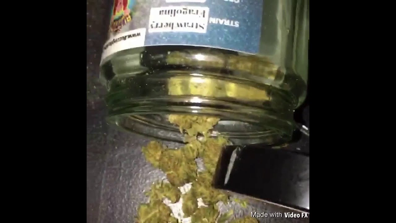 Buzzing Buddha strawberry fragolina