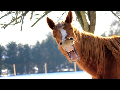 funny-horses-★-funny-horse-videos-2015-🐴-(hd)-[funny-pets]