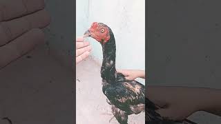 black java aseel patha 6month #shorts #shortsfeed