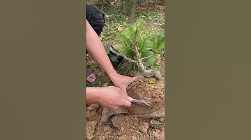 Cách tạo ra cây thông Bonsai mini