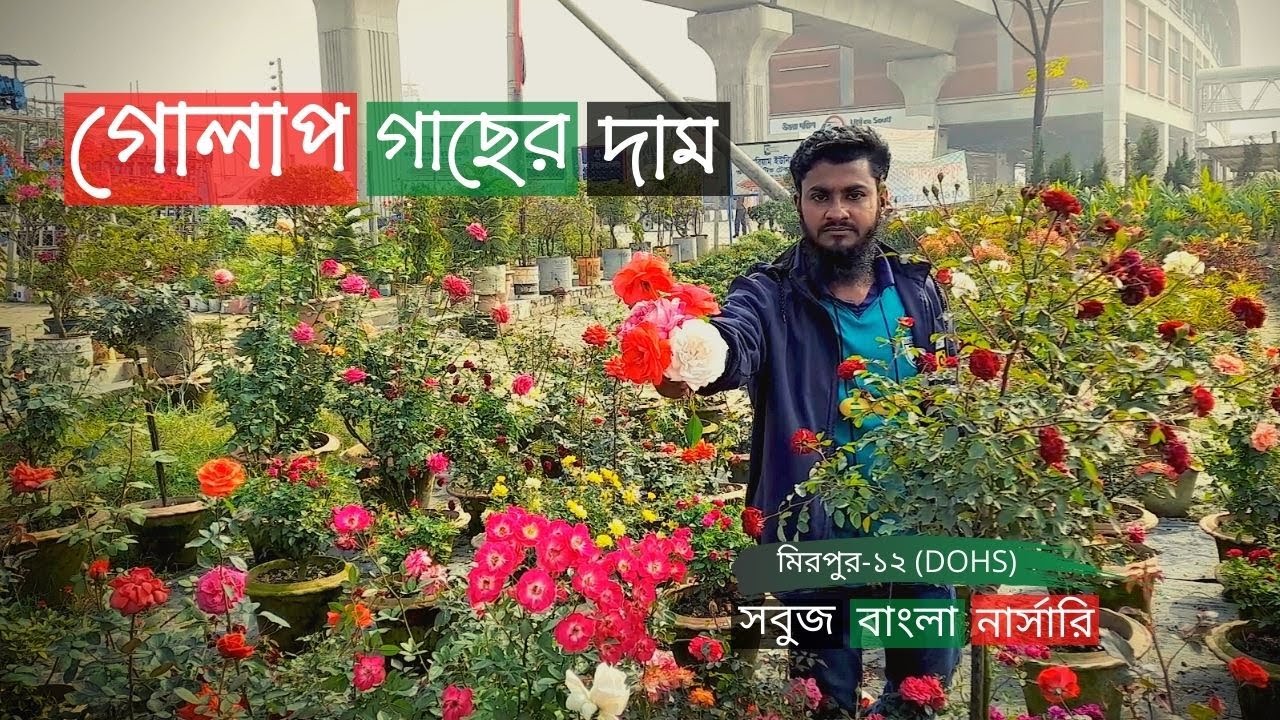 গোলাপ গাছের দাম সবুজ বাংলা নার্সারিতে | Rose Plant Price In Mirpur | Gardening Bangladesh