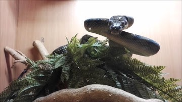 Amethystine Python Attack!!!