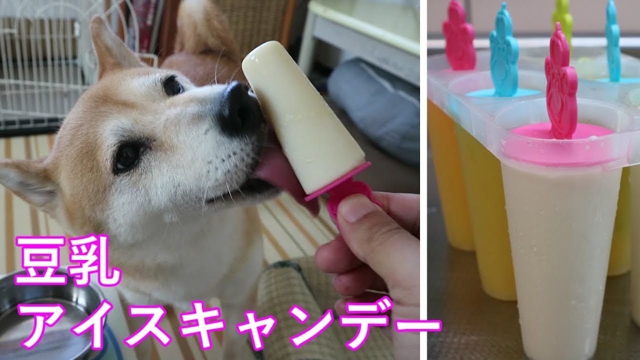 柴犬小春　【待たない】豆乳アイスキャンデーが気に入った柴犬、ASMR