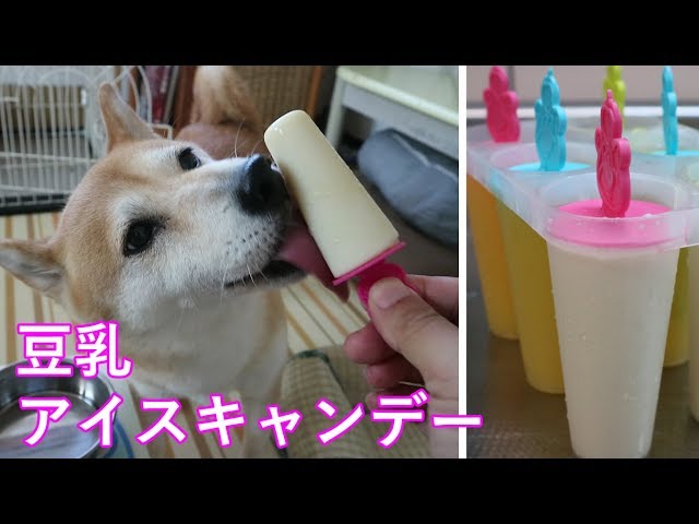 柴犬小春　愛犬に豆乳アイスキャンデーを作ってみたASMR