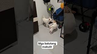 ganyan sila ka energetic #dogs #livingtheirbestlife #bekindtoanimals #mypets
