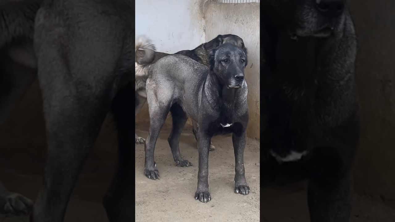 KANGAL BLACK SHEPHERD DOGS BREED 🔥 