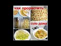 КАК ПРОРАСТИТЬ СОЮ ДОМА/Проростки сои/Коннамуль/콩나물/#Корейская_кухня