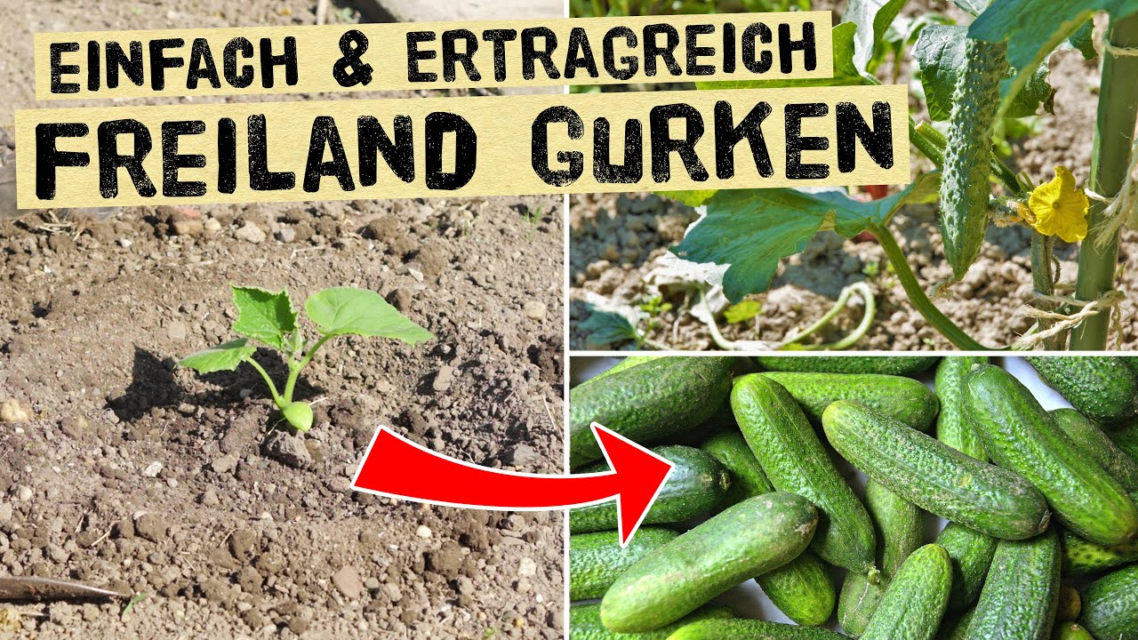 Gurken im Freiland anbauen. So einfach baust du Einlegegurken, Salatgurken usw. ohne Gewächhaus an
