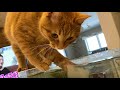 魚水槽で遊ぶが手を出すとこそこ！？とツッコミを入れたくなる猫 Cat playing on the aquarium