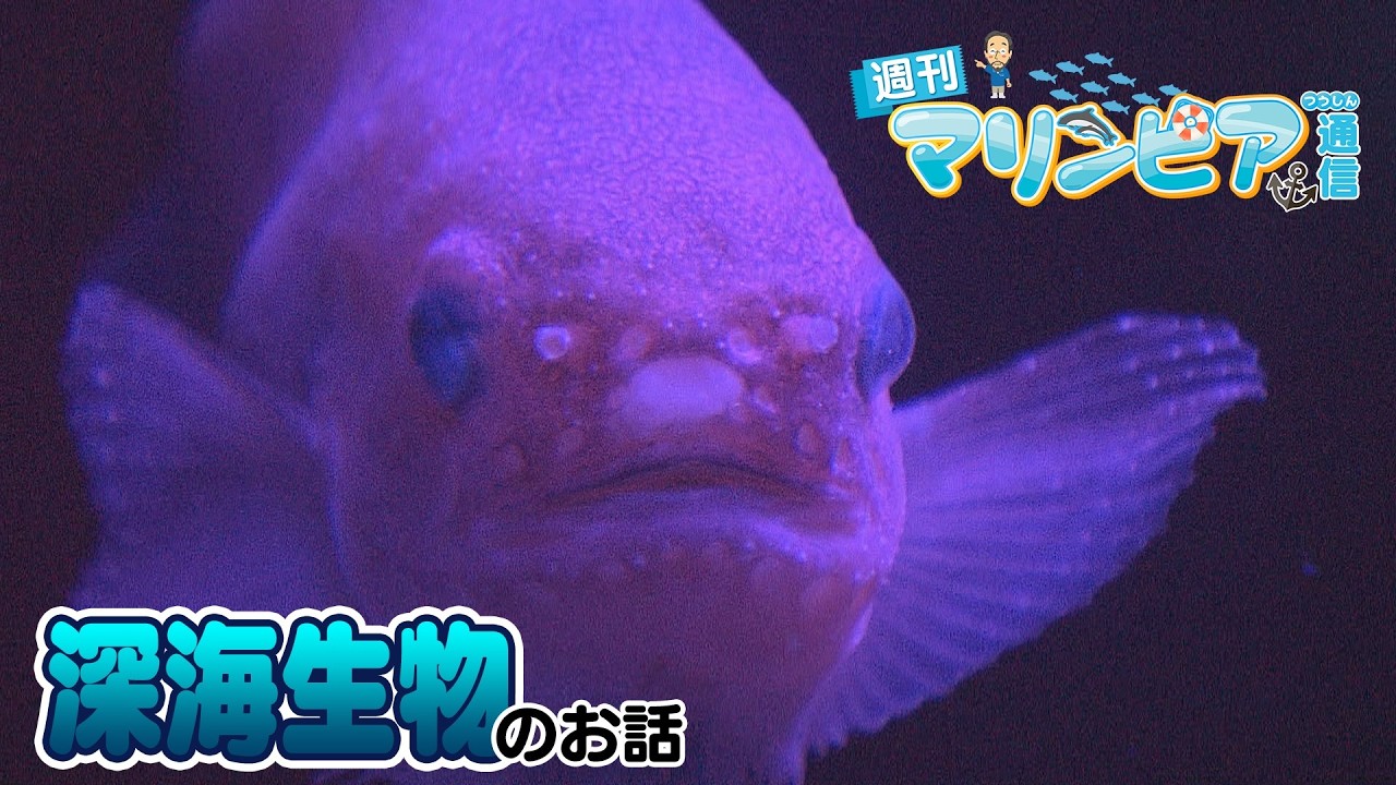 週刊マリンピア通信　＃203 深海生物