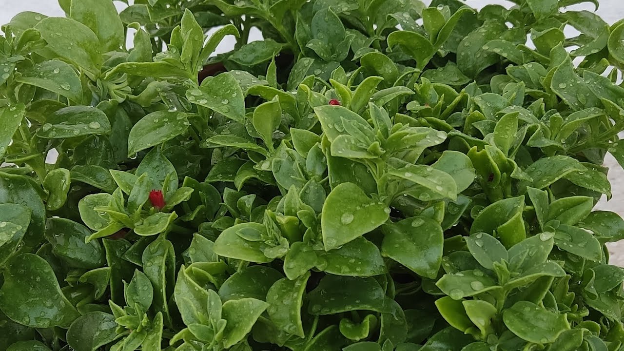 Bakımı en kolay çiçek #Buz çiçeği #askılı saksıya ekimi ve bakımı