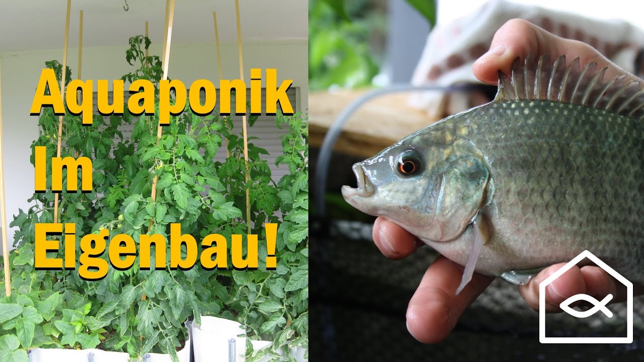 Aquaponik im Eigenbau, My Story Episode Nr.1 (Deutsch): Wie alles angefangen hat!