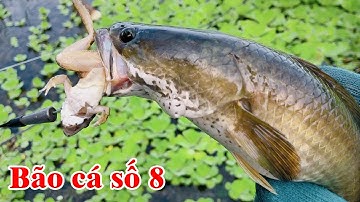 Nhật ký câu cá dạo 5 | Hết bão số 8 cá ăn mạnh điên cuồng | THÚ VUI MIỀN TÂY. Tập 395