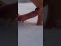 Winter in Sibirien 07 #springbrötchen #sibirien #winter #tierfilm #natur #gebirgsbrezeln