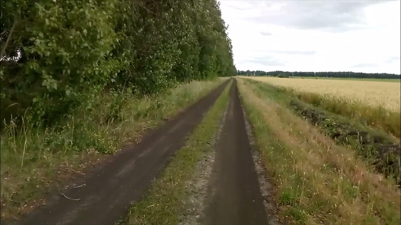 Лесополосы вдоль дорог. Лесополоса вдоль поля. Лесопосадка вдоль полей. Дорога вдоль поля. Лесополоса вдоль дороги.