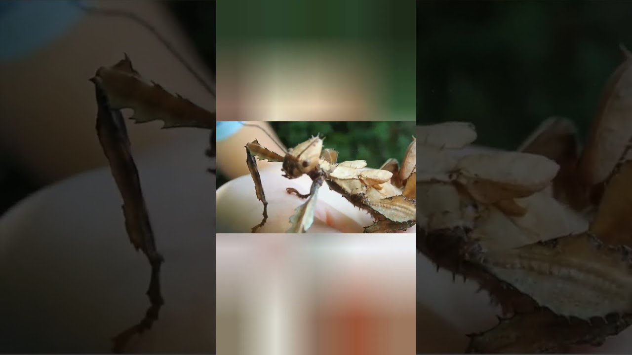 Гигантский Австралийский палочник