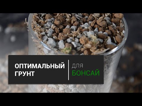 Видео: Информация о почве для бонсай и инструкции – из чего состоит почва для бонсай