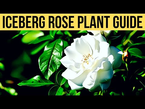 Video: Aflați despre diferitele tipuri de trandafiri Iceberg