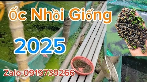 Ốc Nhồi Giống Năm 2025/ Chuyên Cung Cấp Con Giống/ Tư Vấn Kỹ Thuật Nuôi/ Zalo 0919739266