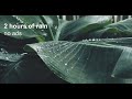 Rain sounds on leaf destress with no ads and listen tranquil rain