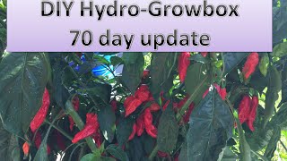 HUGE Ghost Pepper harvest from single plant - Hydro growbox update