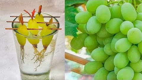 Simple Method Propagate Grape Tree With Water | Growing Grape Tree At Home 100 % success