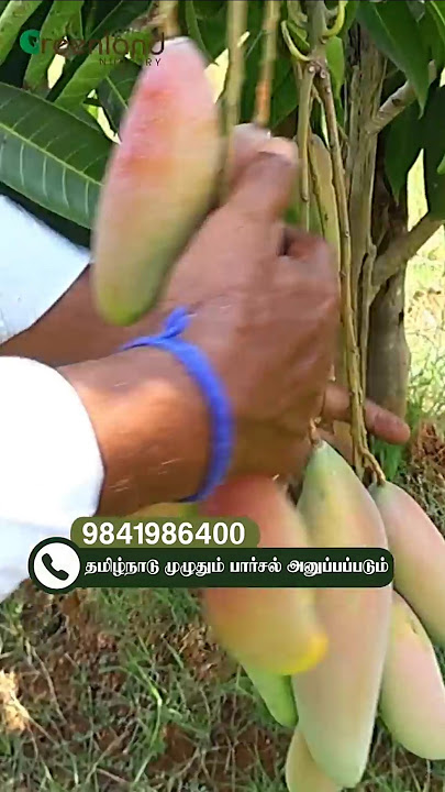 🍌பனானா மாதிரி மாம்பழம் 😲 – Chennaiல இப்படி ஒரு மாம்பழமா?! | Rare Banana Mango Tree Burst 🌳🔥💥