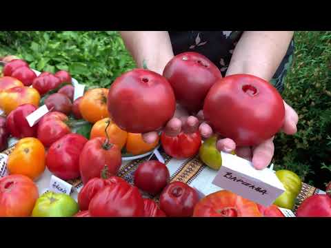 Video: Eco Tomato, Samle Tomatfrø