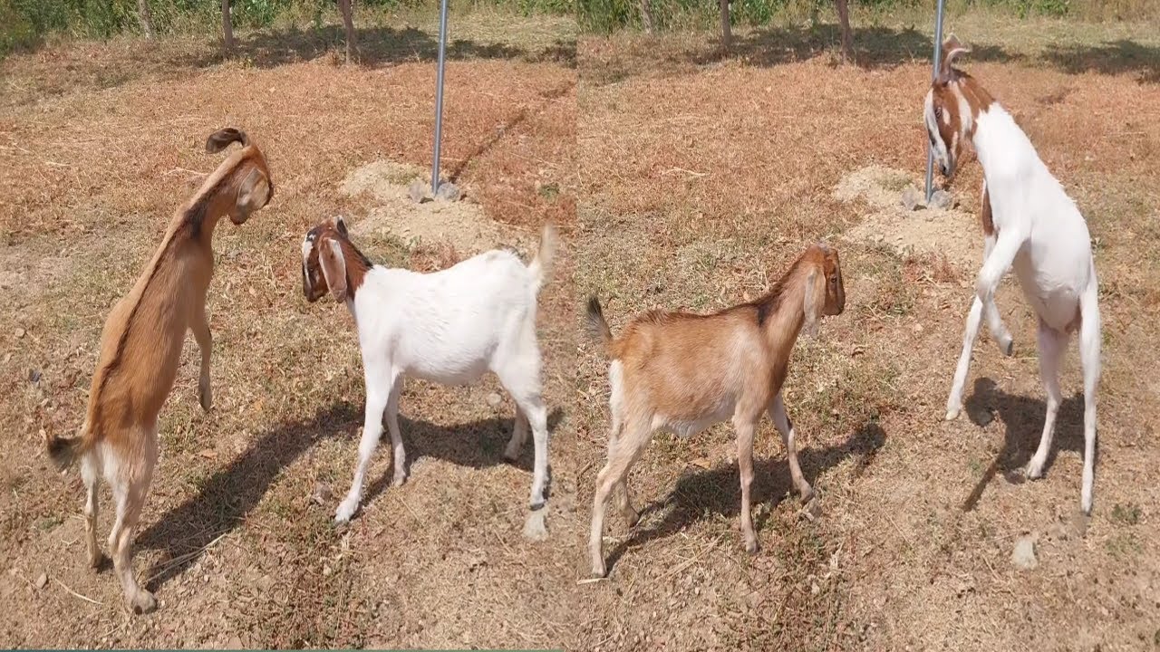 Goats playfully fight each other