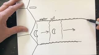 What are Emergency Queen Cells?