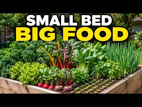 Plant These Now: 15 High-Yield Crops for a Productive 4×4 Raised Bed