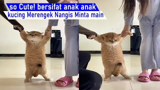 So Cute Anak Kucing Meong Meong Menangis Lucu Mirip Bocil Minta Mainkompilasi Kucing Lucu