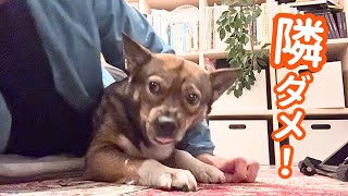 今日もささいなことで小競り合ってパパと一緒に寝ないチャーリー