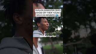 AVALON GANGSTER CRIPS SHOW OFF THEIR YOUNG MEXICAN HOMIES ♿️🇲🇽