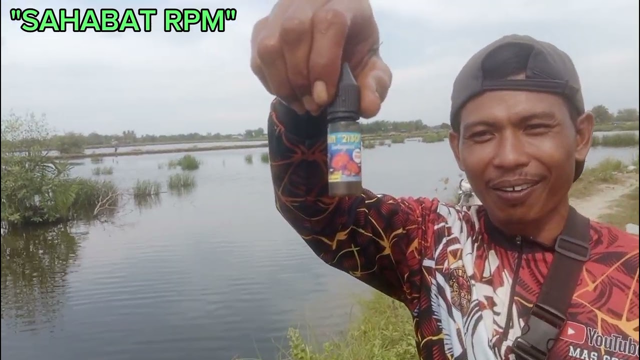 ALHAMDULILLAH HASIL MANCING DI KOLAM GONDRONG SATU DAERAH PALU MERBO MASIH ADA CINTA NYA. 
