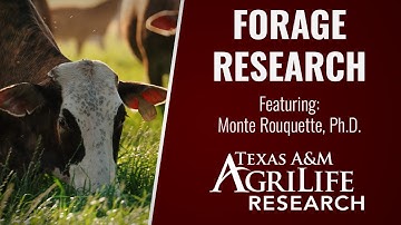 Texas Cattle Forage Research and BeefSys