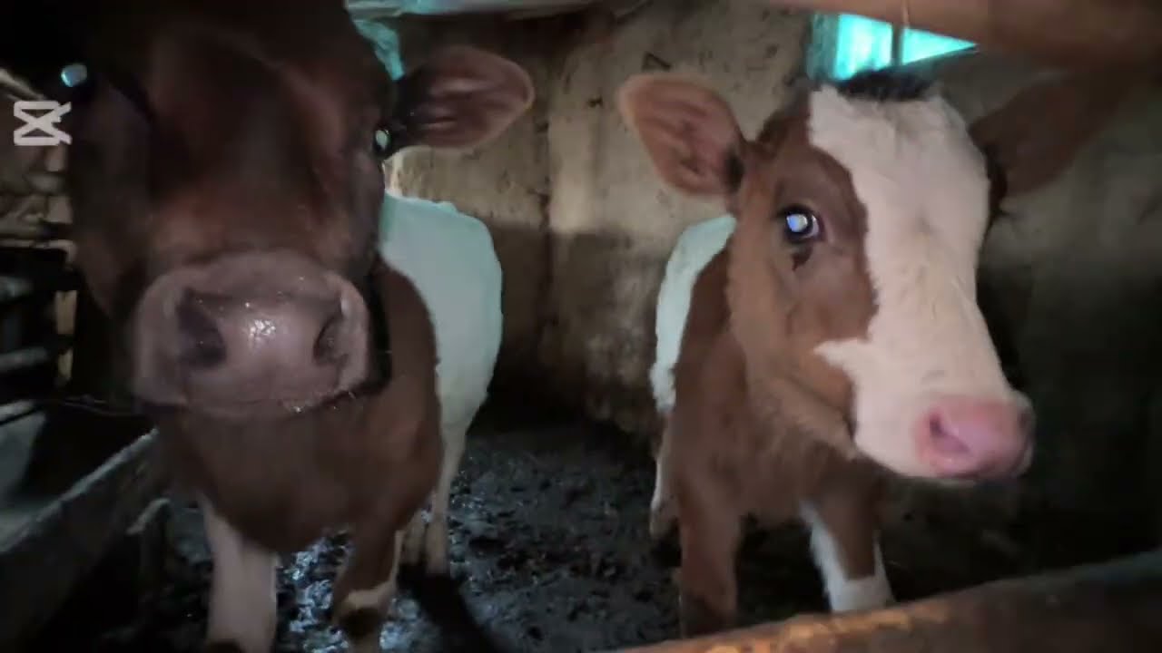 CHORVODORLAR VA TOVUQ JOJA BOQUVCHILARGA TARNADO DRABILKASINI ISHLATIP KÒRSATDIK