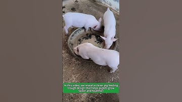 Smart Pig Feeding Hack – Perfect Trough Design for Healthy Piglets!