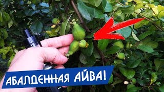 Айва японская посадка и уход за кустарником | Урожайный огород Татьяна новое видео