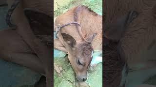 cow cowlover flute singer cover coversong