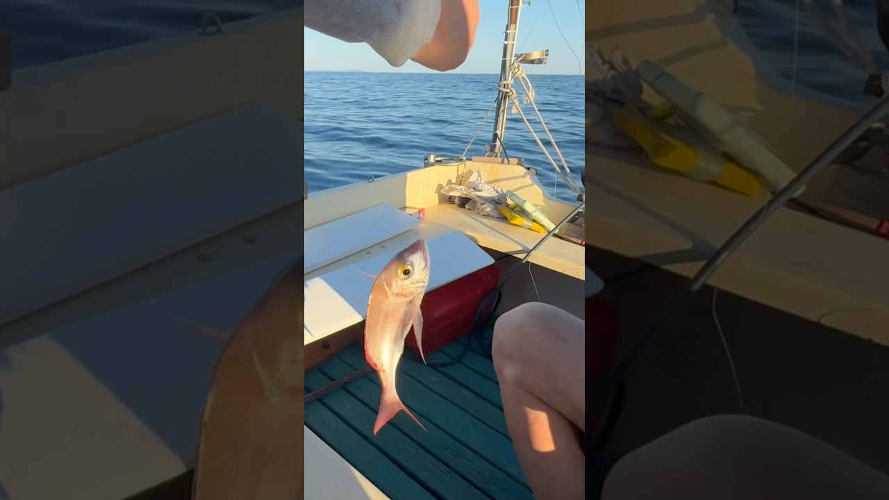 FISH MEISTER-Pesca in Mare