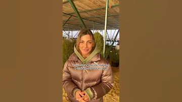 🌲 Эта ЕЛЬ самая красивая и вот почему