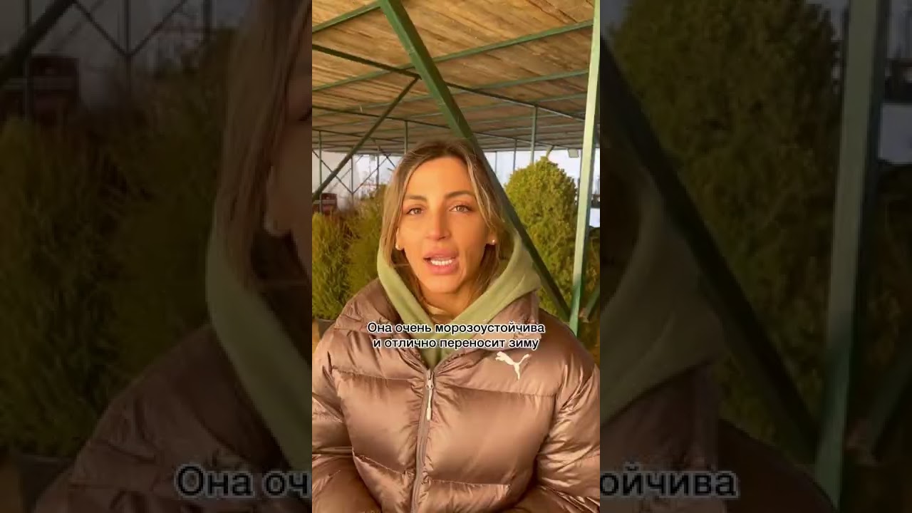 🌲 Эта ЕЛЬ самая красивая и вот почему